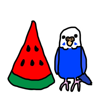 Illustration, bird, parakeet, watermelon, 