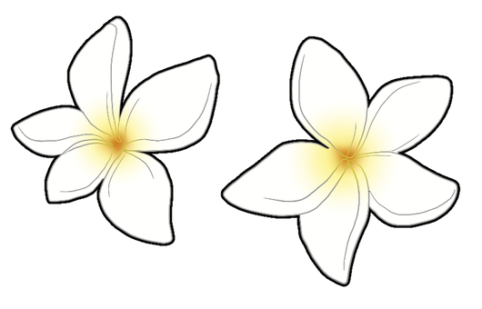 プルメリア プルメリア,お花,白,植物,ハワイ,シンプルのイラスト素材