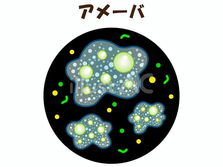 顕微鏡で見たアメーバのイラスト素材 アメーバ,単細胞生物,生き物のイラスト素材