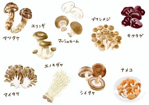 秋の味覚　きのこのイラスト9種類セット きのこ,マツタケ,エリンギ,マッシュルーム,ぶなしめじ,キクラゲ,舞茸,エノキダケ,椎茸,なめこのイラスト素材