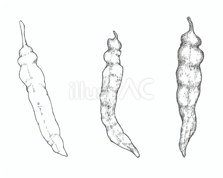 万願寺とうがらしの手描きイラスト 唐辛子,食べ物,複数のイラスト素材