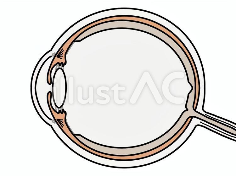 目の構造 眼球,断面図,解剖学のイラスト素材