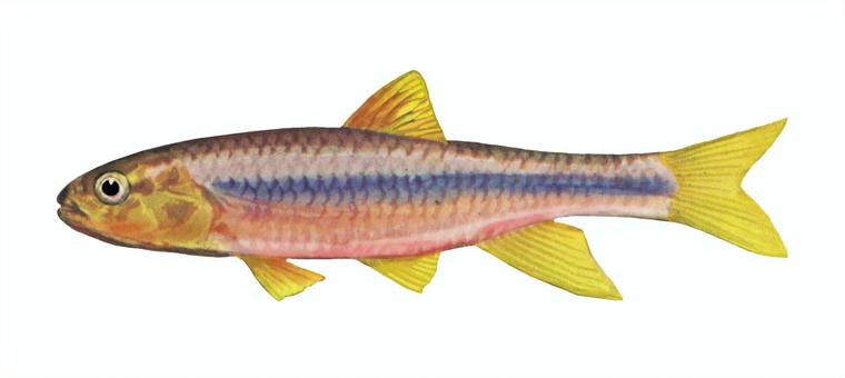 カワムツ - 婚姻色 カワムツ,魚,婚姻色,淡水魚,川魚,川釣り,フィッシング,河川,中流域,湖のイラスト素材