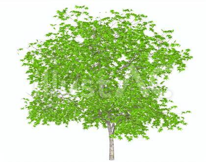 tree_004_kaede_04