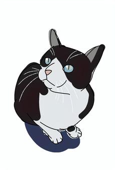 ねこ ねこ,こねこ,かわいい,白黒,ひげのイラスト素材