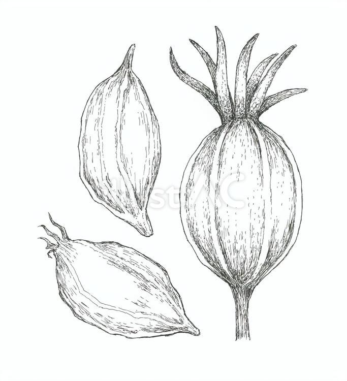 クチナシの実の手描きイラスト 梔子,実,植物のイラスト素材