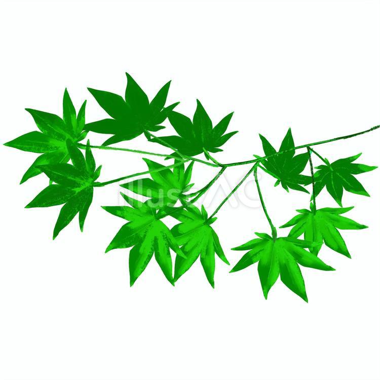 もみじ　緑 もみじ,緑,夏のイラスト素材