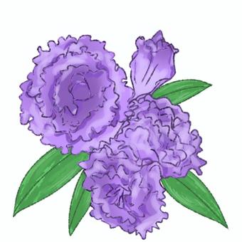 トルコキキョウ 花,植物,トルコキキョウ,8月,誕生花,紫のイラスト素材