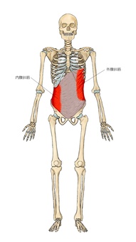 骨格と外・内腹斜筋 骨格と外・内腹斜筋 外腹斜筋,内腹斜筋,筋,筋肉,ガイコツ,解剖,骨,モデル,骨格,解剖学のイラスト素材