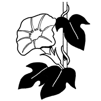 モノクロのアサガオ アサガオ,鉢植え,花,夏,シンプルのイラスト素材