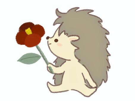 Illustration, camellia, flower, hedgehog, 