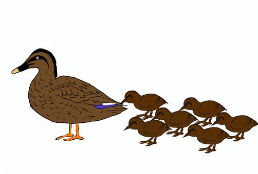 カルガモ親子の移動 カルガモ親子,親,子,小鴨,親鴨,列,移動のイラスト素材
