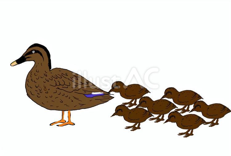 カルガモ親子の移動 カルガモ親子,親,子のイラスト素材