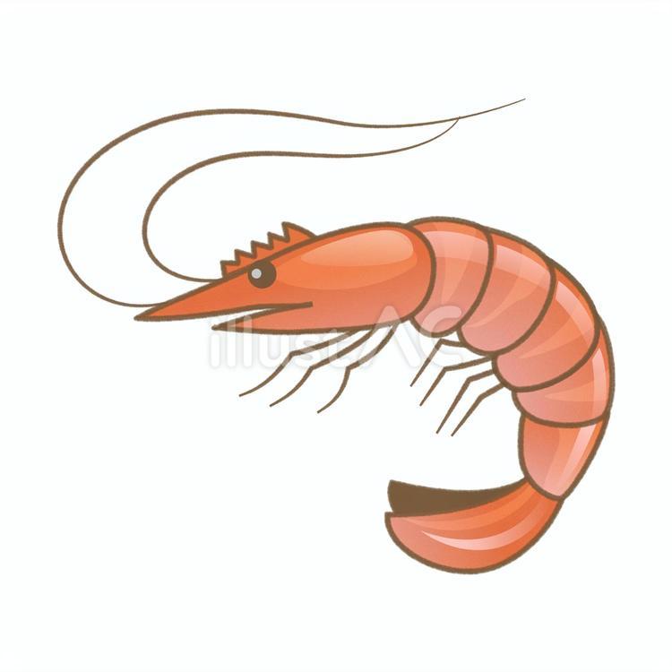エビ エビ,ボタンエビ,甘エビのイラスト素材