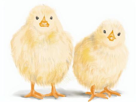 ひよこ ひよこ,小鳥,鳥,リアル,手描き,ニワトリのイラスト素材