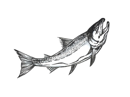 リアルに描いた魚の鮭(シャケ) 鮭,シャケ,淡水魚,川,溯上,成魚,リアル,鰓,サーモン,魚のイラスト素材