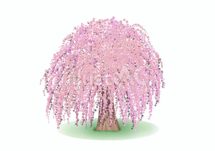 １本のしだれ桜と雑草の絵 しだれ桜,満開,木のイラスト素材