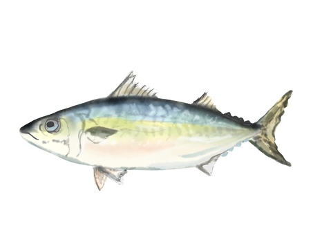 サバ サバ,マサバ,魚,リアル,手描きのイラスト素材