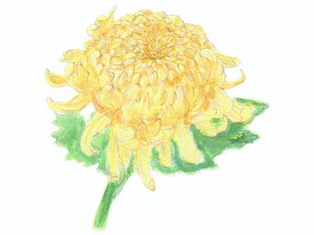 Illustration, chrysanthemum, plant, flower, 