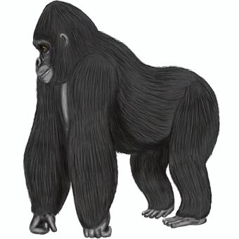 リアルな４足歩行のゴリラ横 ゴリラ,霊長類,コング,大猿,猿,哺乳類,動物,生物,リアル,四足歩行のイラスト素材
