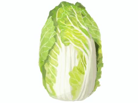 リアルすぎない白菜 食べ物,野菜,白菜,葉物野菜,一玉のイラスト素材