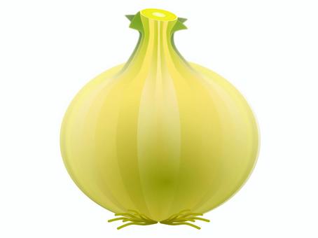 タマネギ01 タマネギ,野菜,葉茎菜類,植物,オニオンスープのイラスト素材