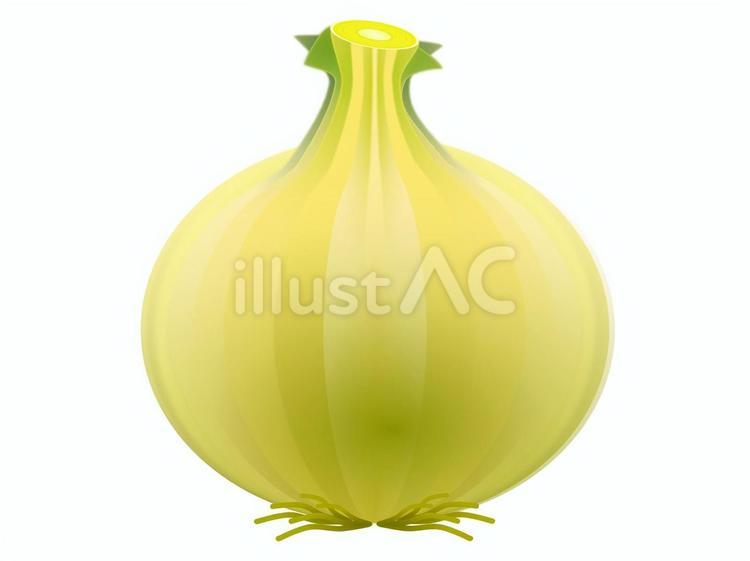 タマネギ01 タマネギ,野菜,葉茎菜類のイラスト素材