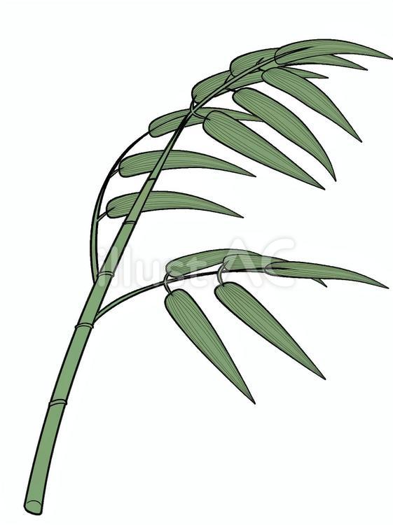 笹 笹,笹の葉,竹のイラスト素材