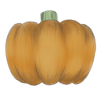 かぼちゃ（オレンジ）の手描きイラスト かぼちゃ,南瓜,カボチャ,パンプキン,野菜,食材,食べ物,手描きイラスト,線画,ハロウィーンのイラスト素材