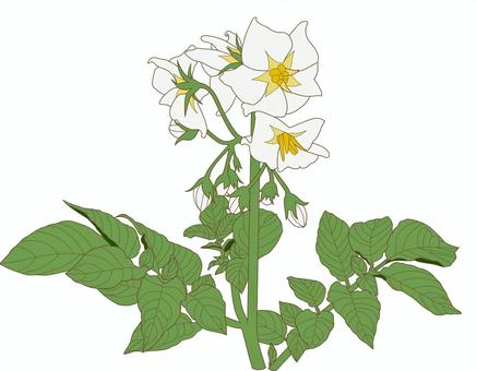 じゃがいもの花と葉 ジャガイモ,茎,苗,家庭菜園,農業,畑,植物,園芸,葉,花のイラスト素材