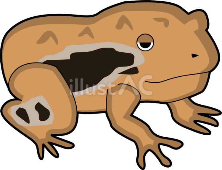 ガマガエル　 ガマガエル,ヒキガエル,カエルのイラスト素材