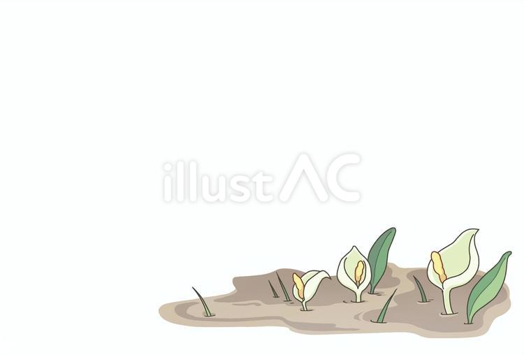 湿原に咲く水芭蕉の群生　はがき　フレーム 水芭蕉,ミズバショウ,花のイラスト素材
