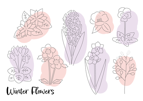 冬の花の手描き風素材（線画） 冬,花,植物,ポインセチア,シクラメン,椿,水仙,クリスマスローズ,パンジー,ヒヤシンスのイラスト素材