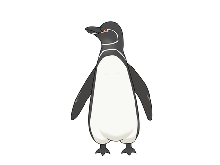 Illustration, pinguin des galapagos, penguin, oiseau, 