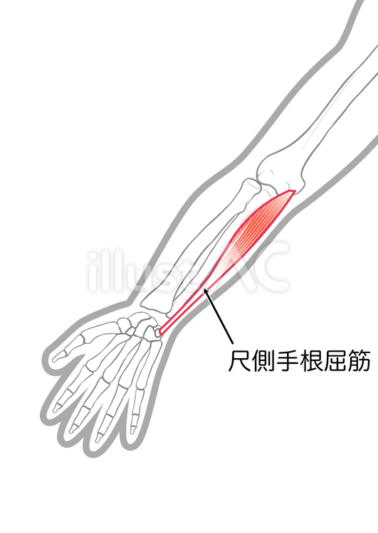 尺側手根屈筋 尺側手根屈筋 尺側手根屈筋,屈筋,腕のイラスト素材