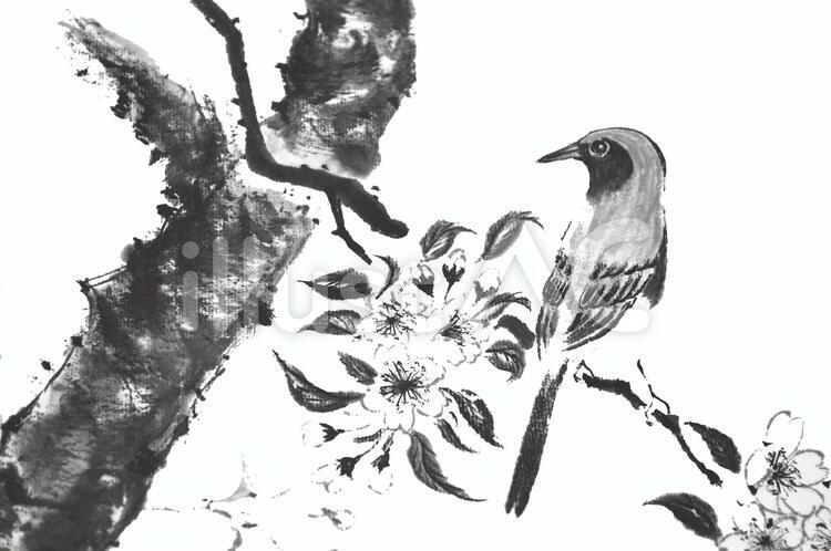 墨絵の桜と鶯 墨絵,桜,鶯のイラスト素材