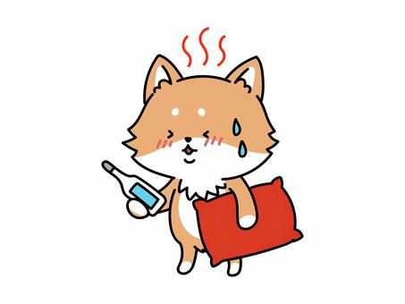 熱が出た　柴犬さん 柴犬,いぬ,発熱,熱,風邪,体温計,枕,ぐったり,休養,動物のイラスト素材