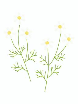 Illustration, 카모마일, 허브, 단순, 