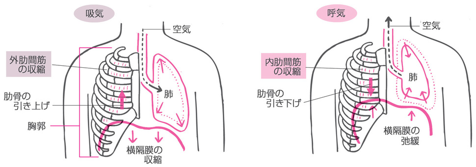 深呼吸の図解 深呼吸,図解,仕組み,呼気,吸気,肋骨,肺,横隔膜,収縮,弛緩のイラスト素材