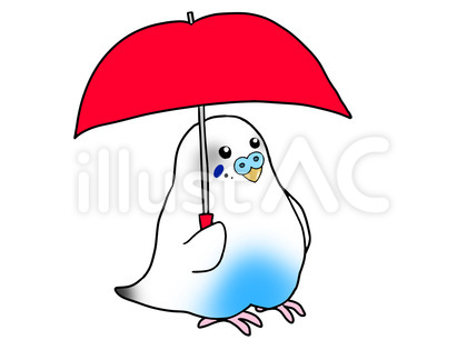 傘をさすセキセイインコ