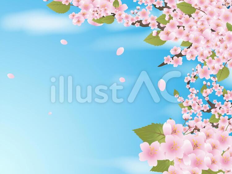 桜03 春,桜,さくらのイラスト素材