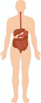 人體解剖, JPG, PNG 和 AI 人體解剖, 人體圖, 解剖學, 解剖, JPG, PNG 和 AI