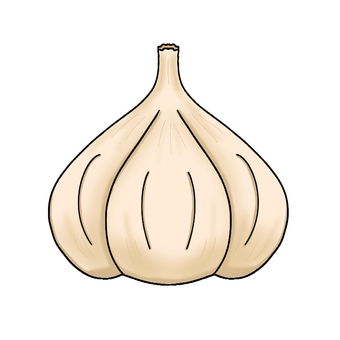 ニンニク ニンニク,食べ物,レシピ,温活,シンプル,食材のイラスト素材