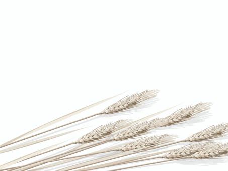 小麦色の麦穂　影あり　mugi014