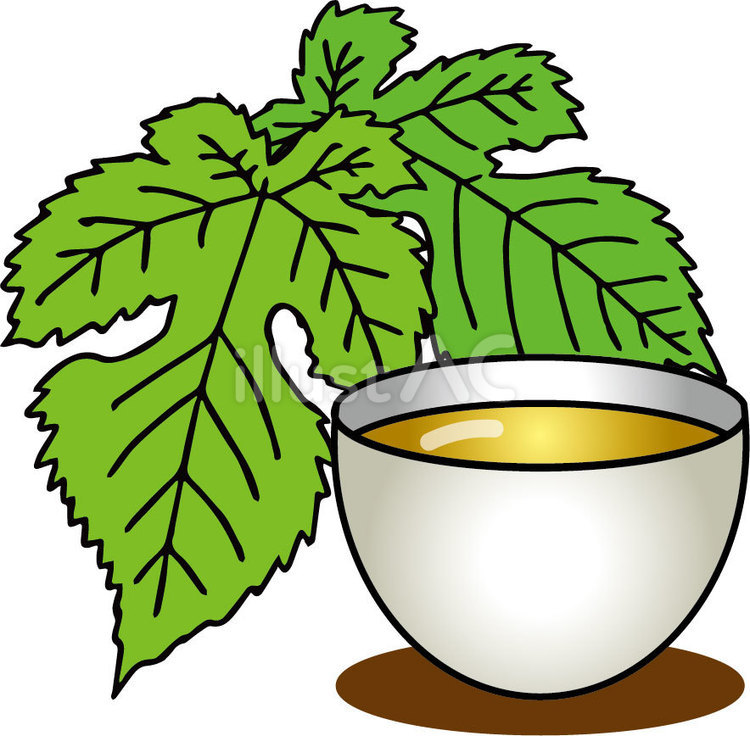 桑の葉茶 桑の葉,お茶,健康茶のイラスト素材