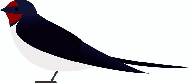 かわいい鳥（ツバメ） 鳥,ツバメ,スズメ目,ツバメ科,白い腹のイラスト素材