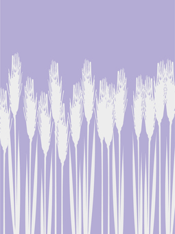 白黒の麦穂シルエット２色　mugi028 麦穂,白黒,リアル,シルエット,ツートーン,ナチュラル,お洒落,自然,植物,大人っぽいのイラスト素材