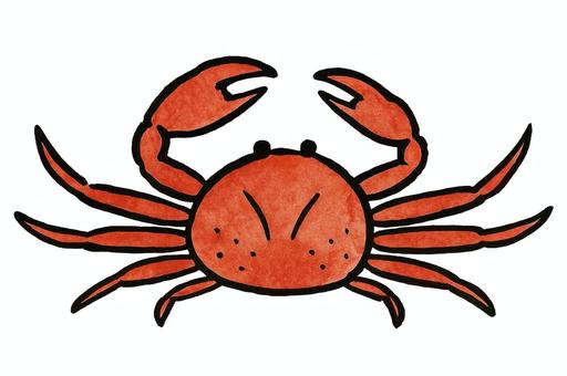 ズワイガニ　蟹　背景透過 蟹,カニ,ズワイガニ,甲殻類,魚介類,筆,赤,墨,筆絵,味覚のイラスト素材