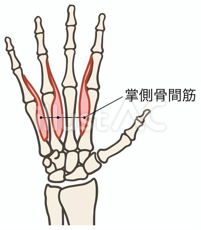 掌側骨間筋　手の筋肉 掌側骨間筋,手,筋肉のイラスト素材