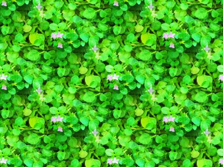 Illustration, corsican mint, herbs, mint, 